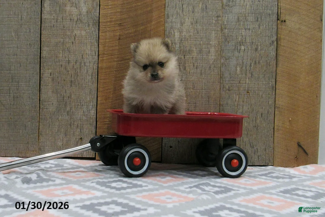 Pomeranian dogs for sale: Mickey - Ad 5