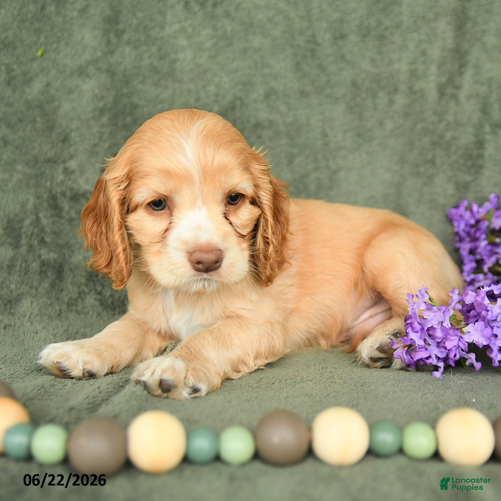 English Cocker Spaniel dogs Buster - Ad 2