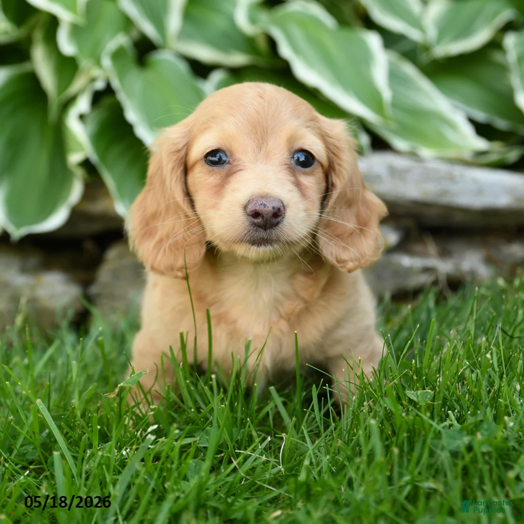 Miniature Dachshund dogs for sale: Star - Ad 1