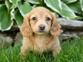 Miniature Dachshund dogs for sale: Star - Ad 1