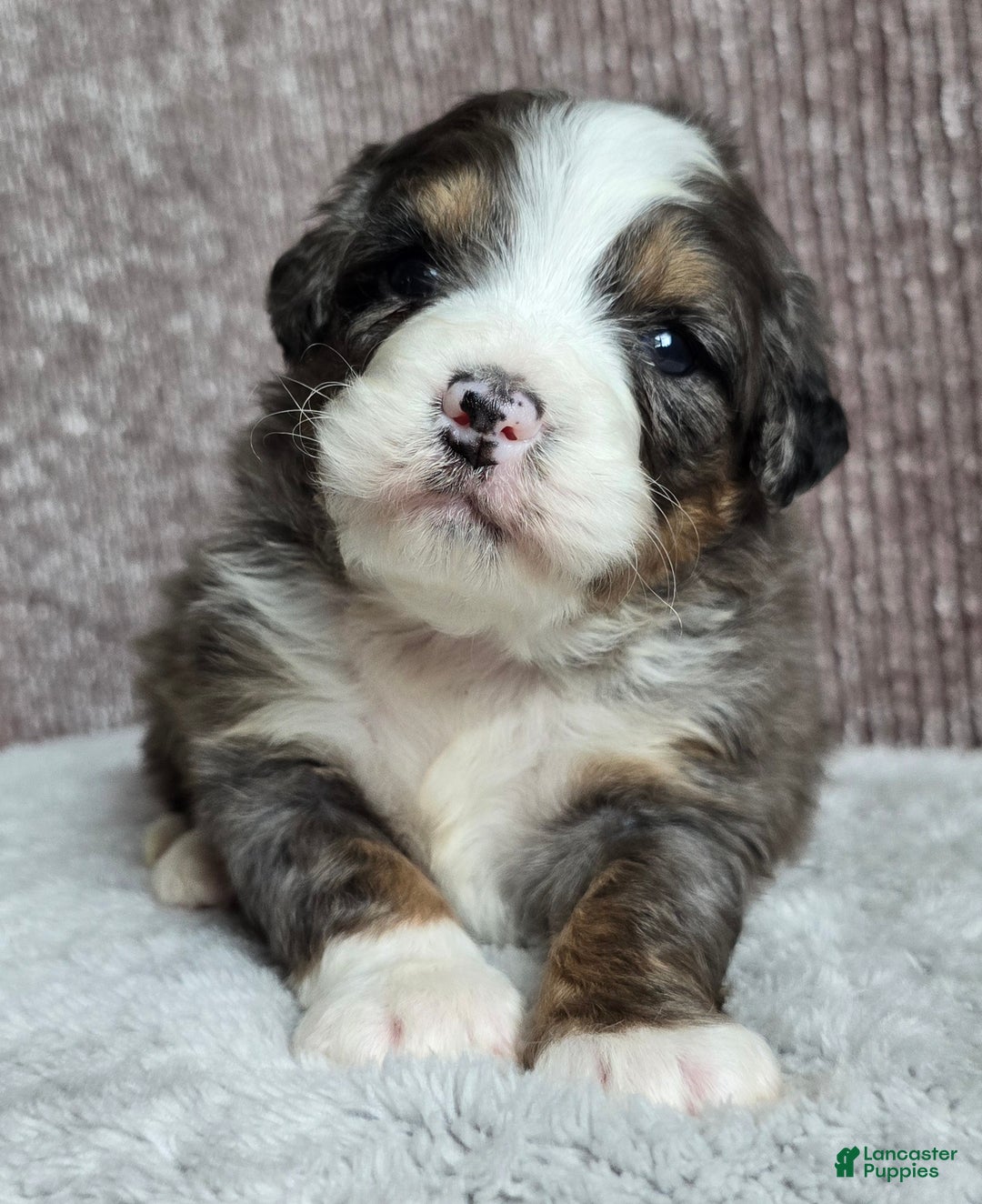 Mini Bernedoodle dogs for sale: Mini Archie - Ad 12