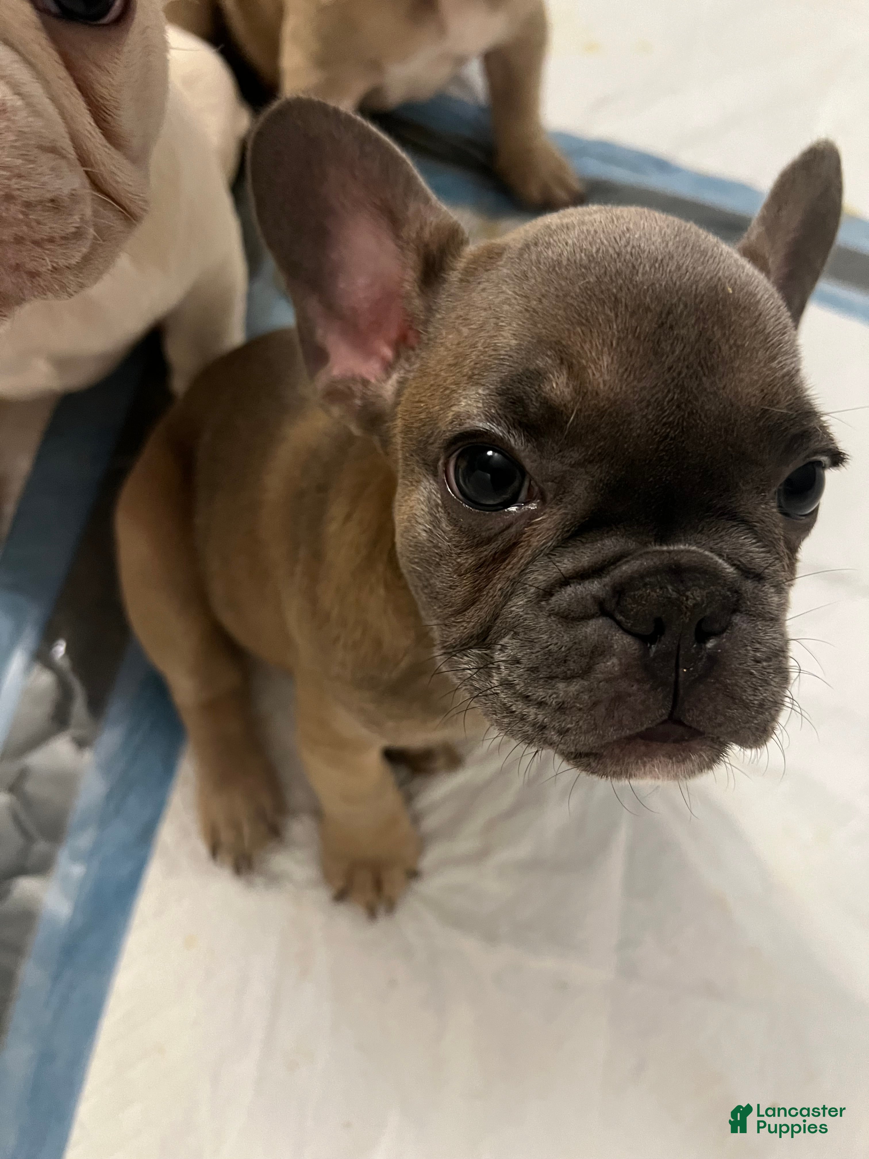 French Bulldog dogs Girl 2 - Ad 2