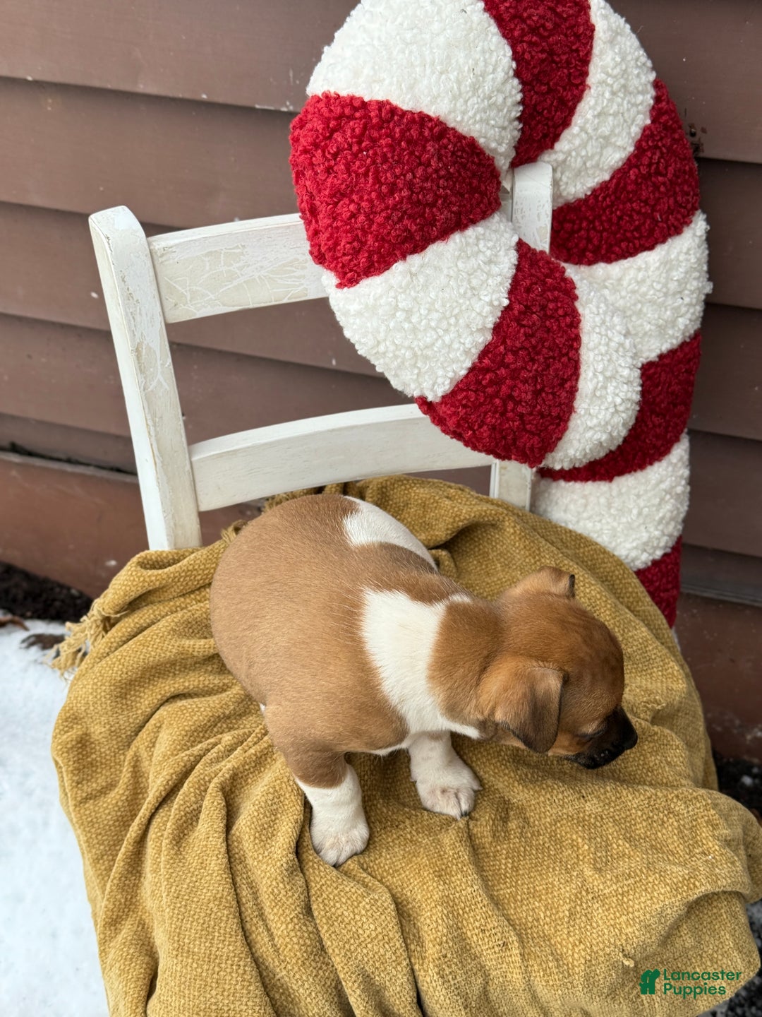 Jack Russell Terrier dogs for sale: Jack Frost - Ad 10