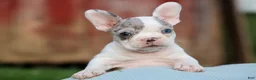 Frenchton dogs for sale: MARLEY - Ad 25