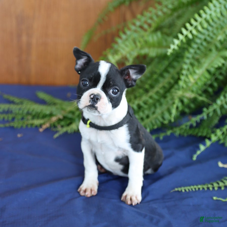 Frenchton dogs Lorrie - Ad 1