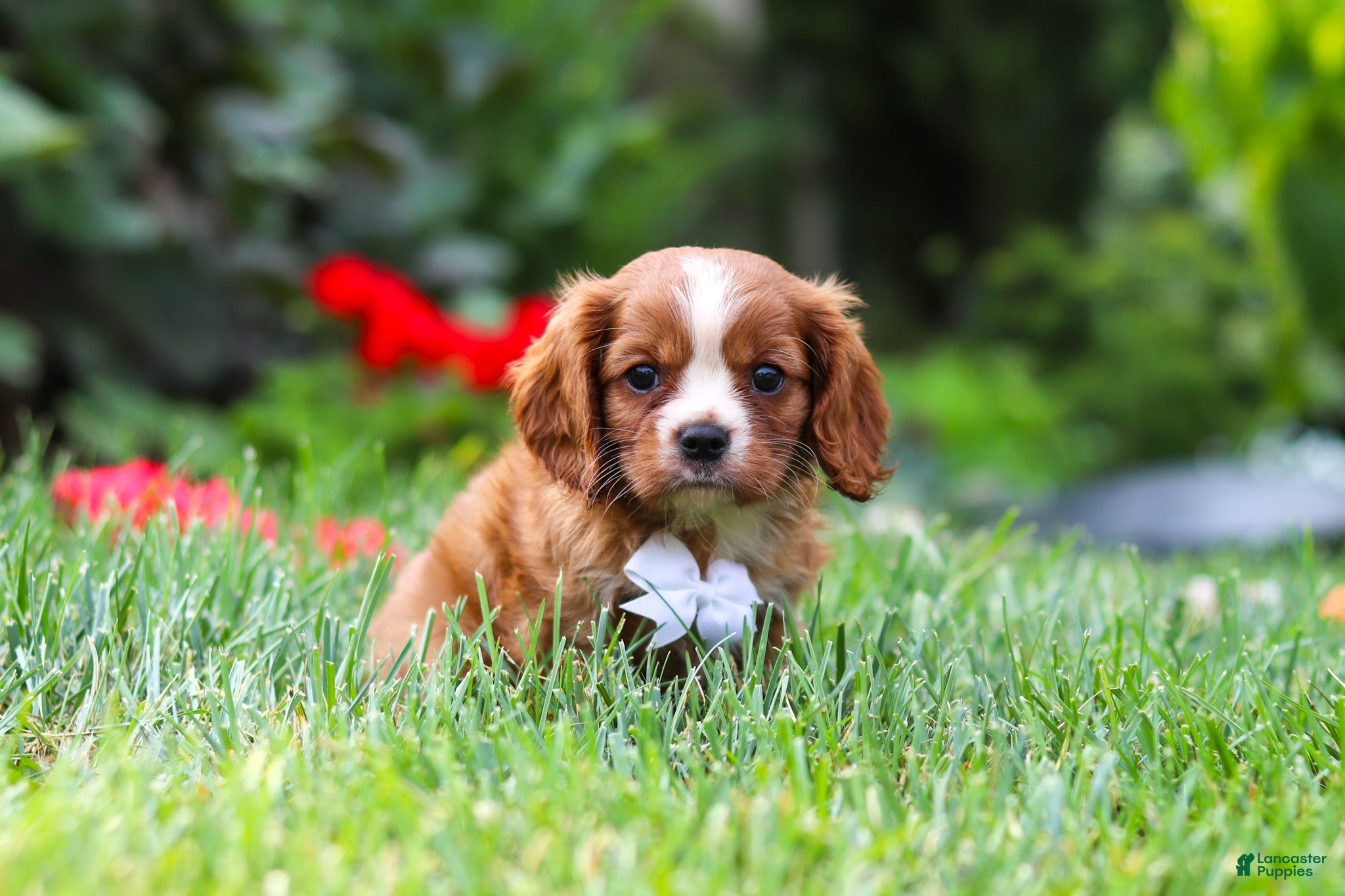 Cavalier King Charles Spaniel dogs Charlie - Ad 2