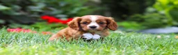 Cavalier King Charles Spaniel dogs for sale: Charlie - Ad 2