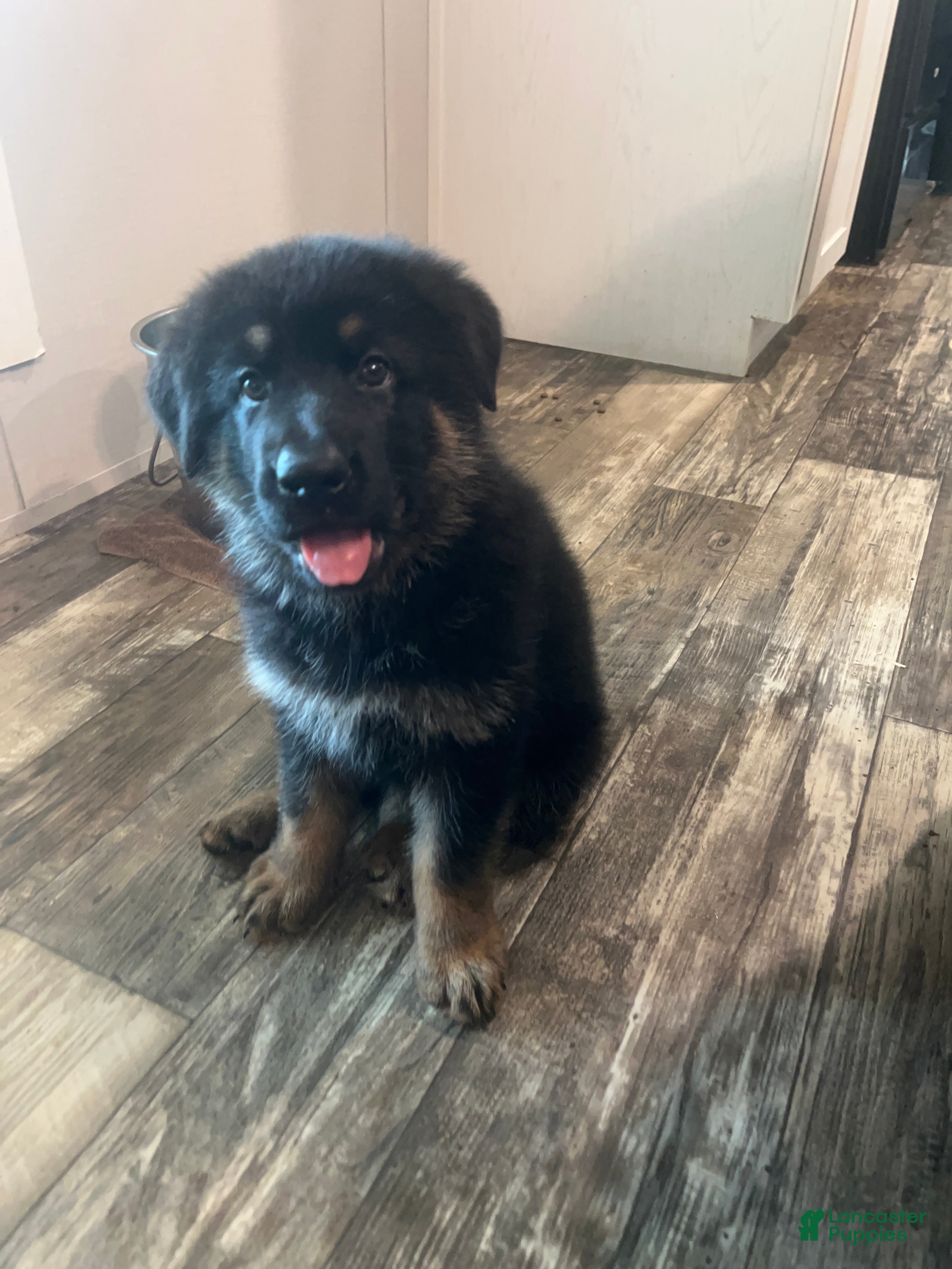 German Shepherd dogs German Shepherd Puppy 7 - Ad 20