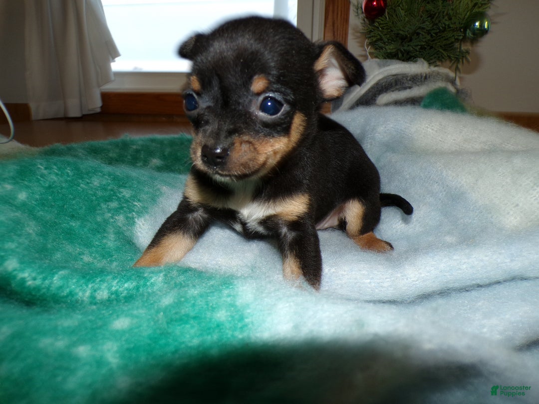 Chihuahua dogs for sale: Chihuahua Puppy 1 Sheila - Ad 1