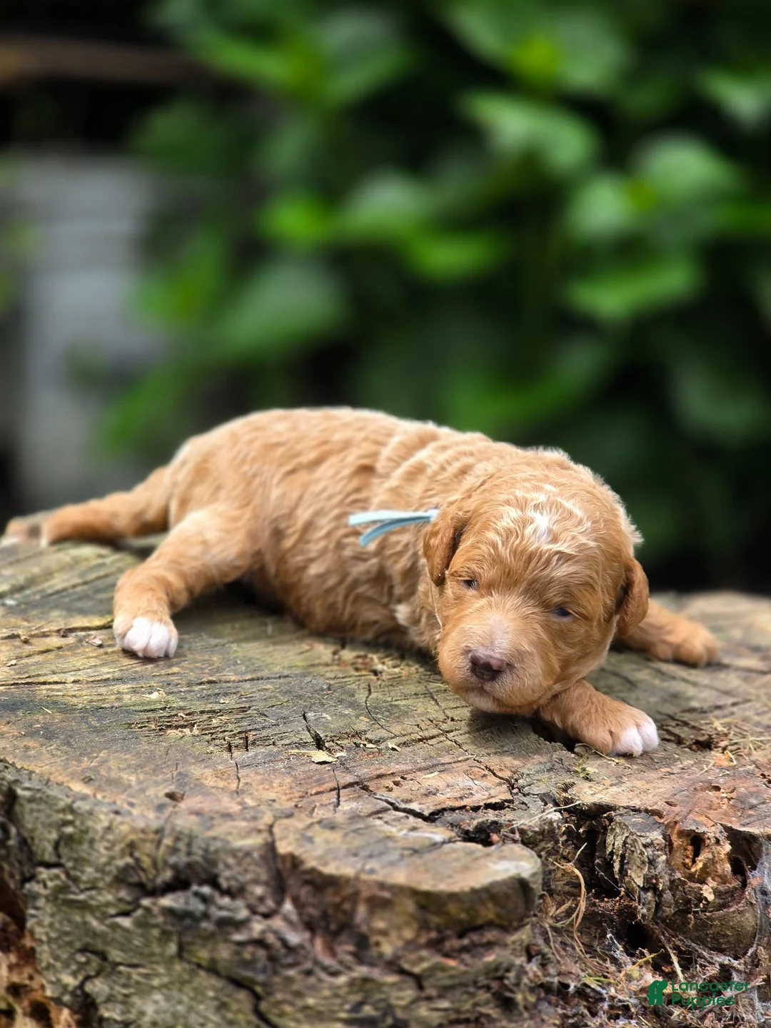 Mini Goldendoodle dogs for sale: Hermes - Ad 2