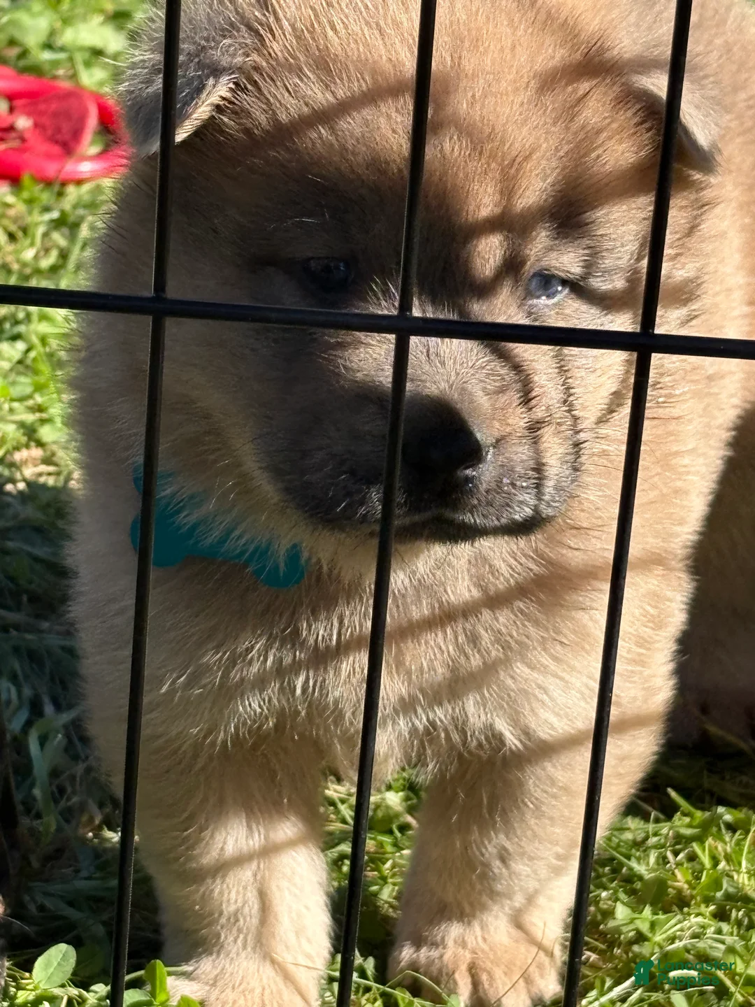 Mixed Breed dogs for sale: Bluey - Ad 2