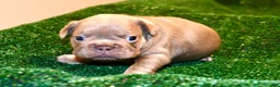French Bulldog dogs for sale: French Bulldog 2 - Ad 17