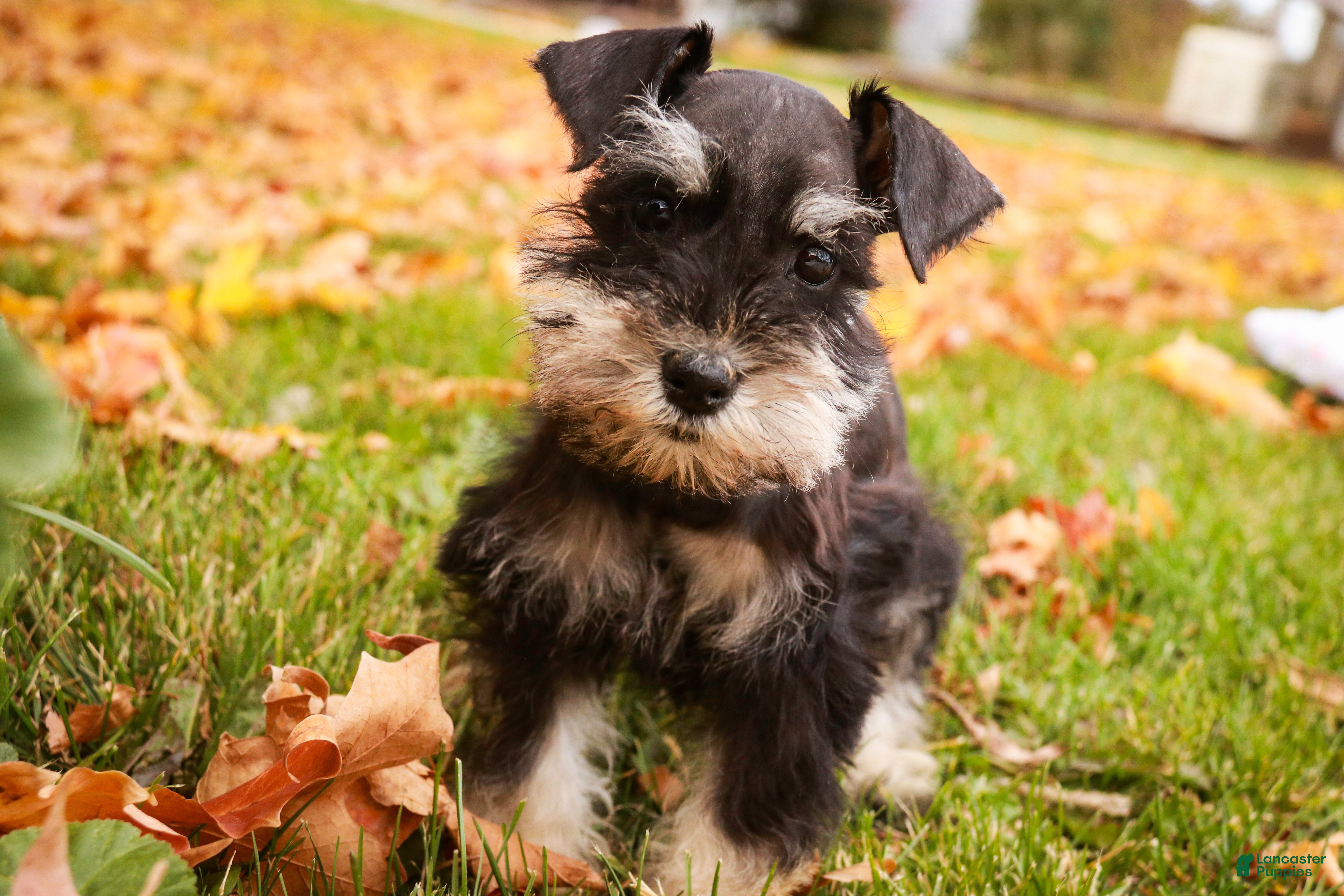 Miniature Schnauzer dogs Cordelia - Ad 28