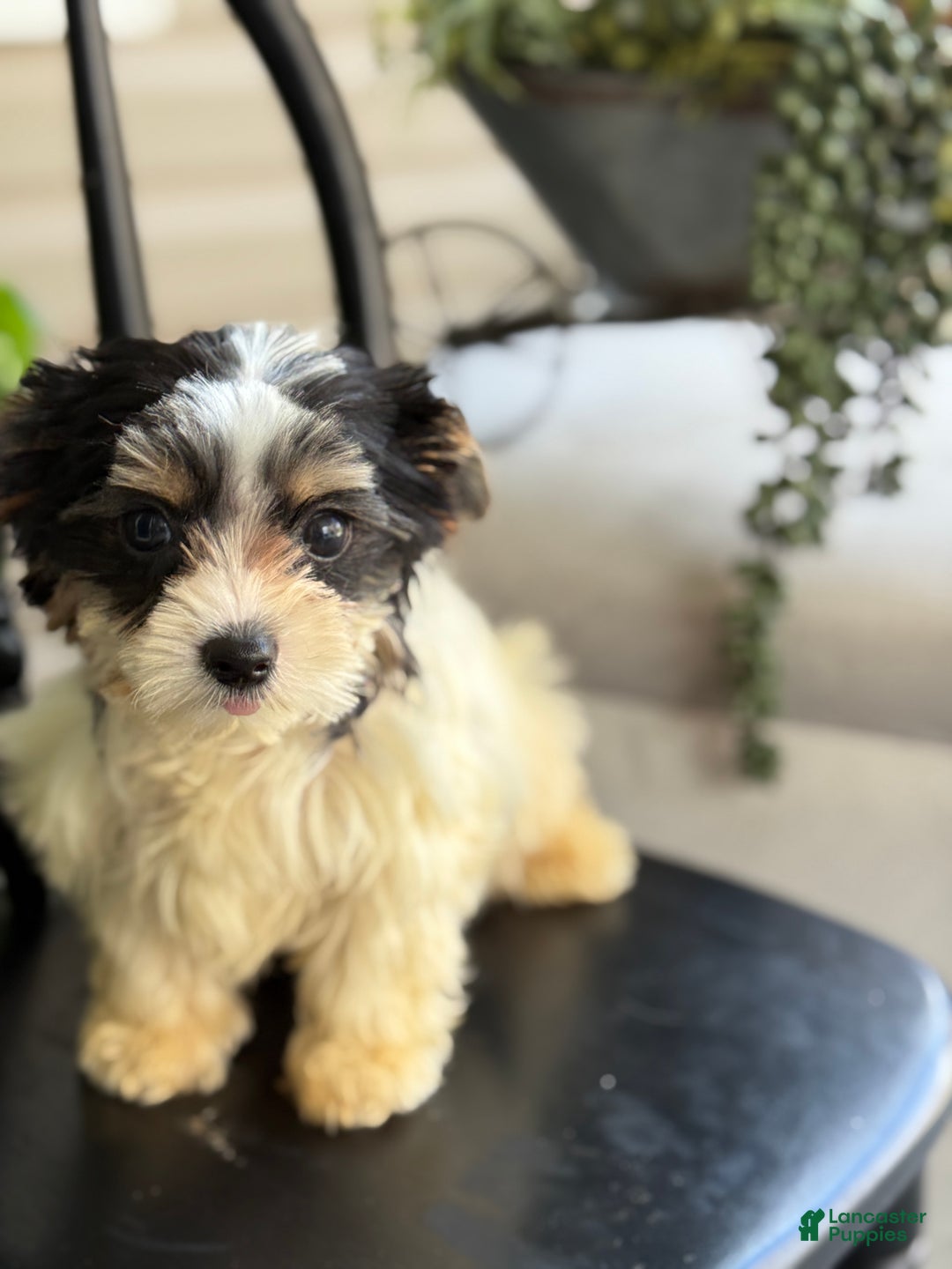 Yorkshire Terrier dogs for sale: Morsel - Ad 7