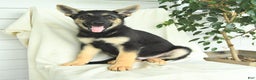 Gerberian Shepsky dogs for sale: Moonlight - Ad 2