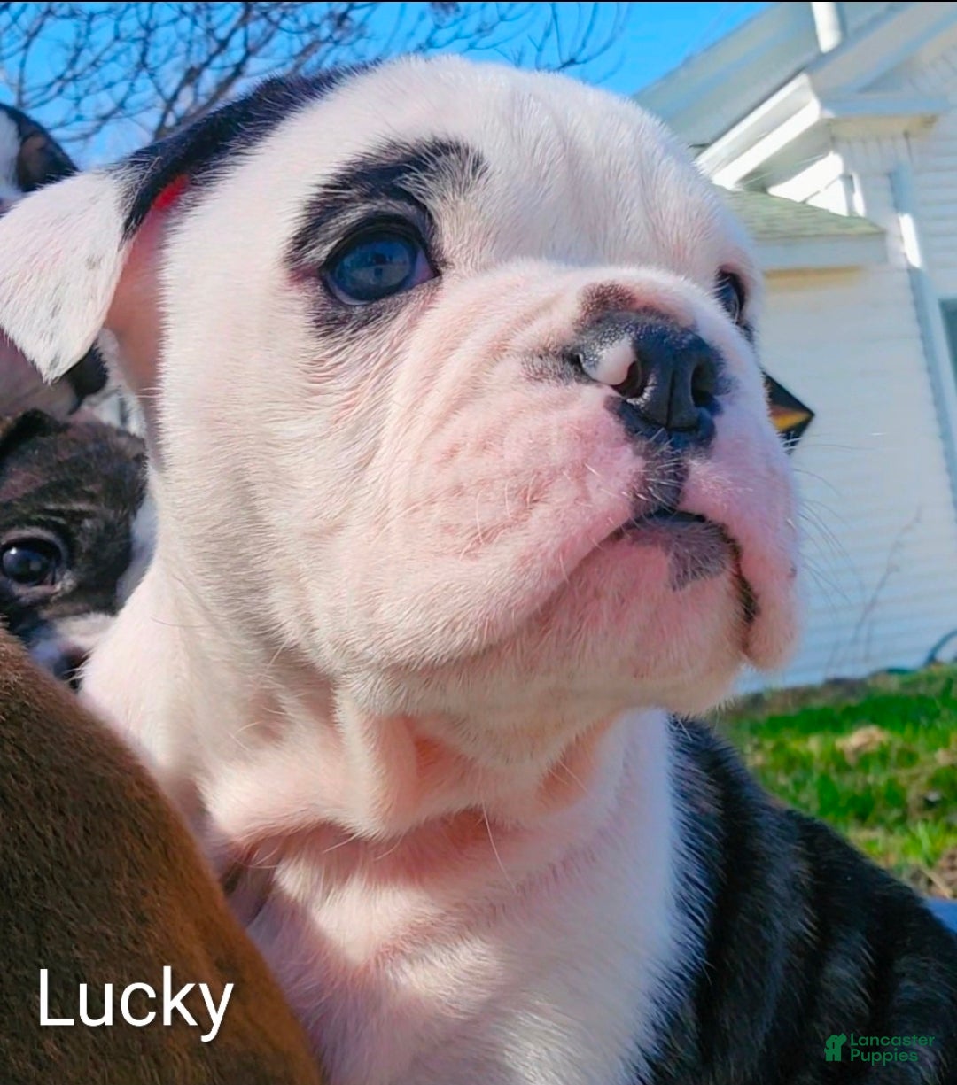 Olde English Bulldogge dogs Lucky Seven MALE - Ad 1