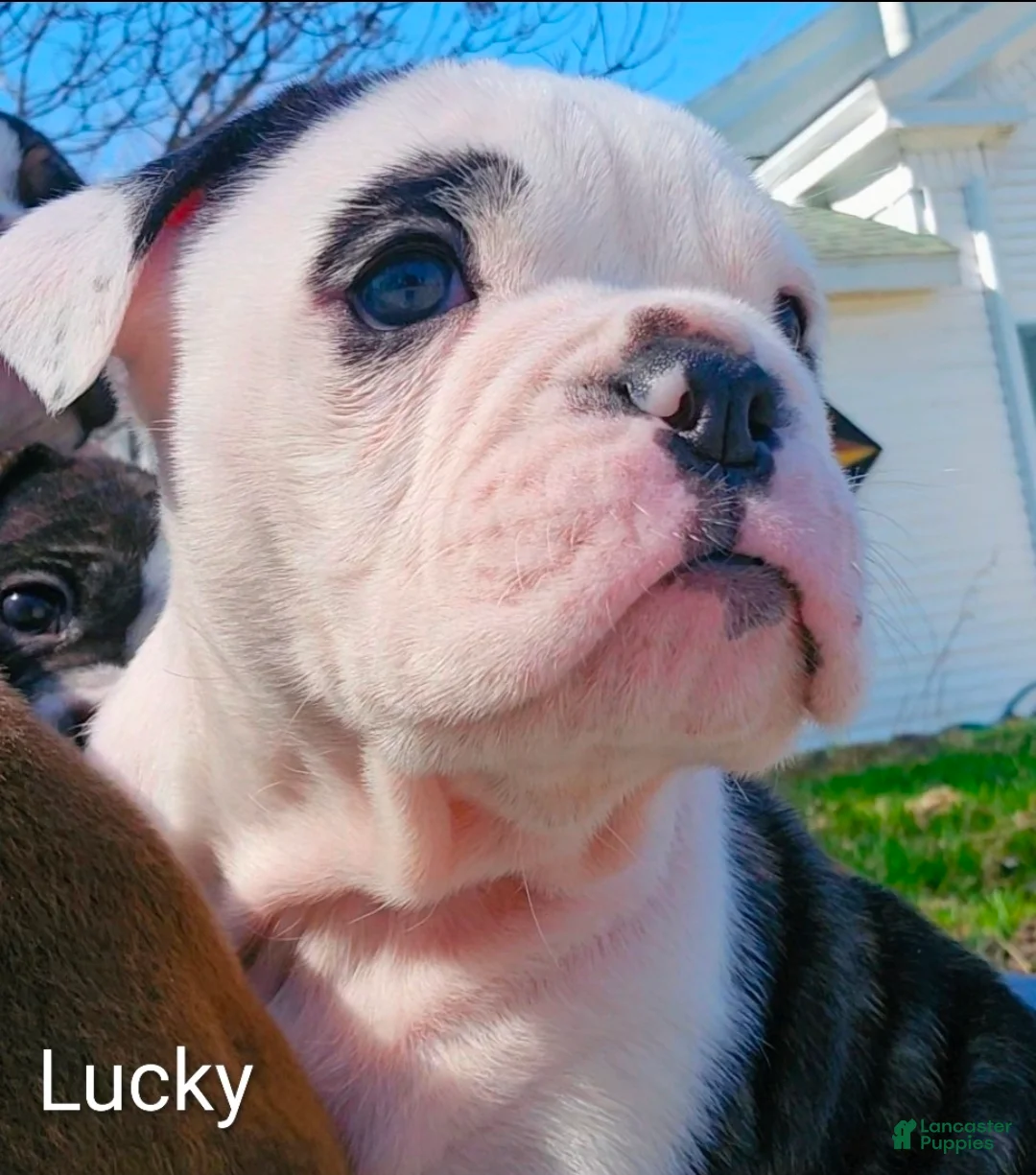 Olde English Bulldogge dogs for sale: Lucky Seven MALE - Ad 1
