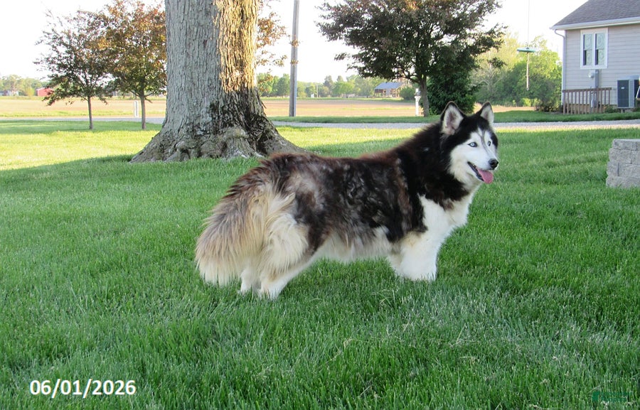 Siberian Husky dogs Piper - Ad 1