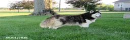 Siberian Husky dogs for sale: Piper - Ad 1