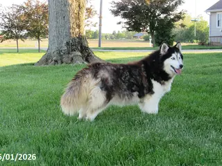 Siberian Husky dogs for sale: Piper - Ad 2