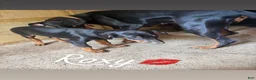 Doberman Pinscher dogs for sale: Doberman Pinscher Puppy 4 - Ad 2