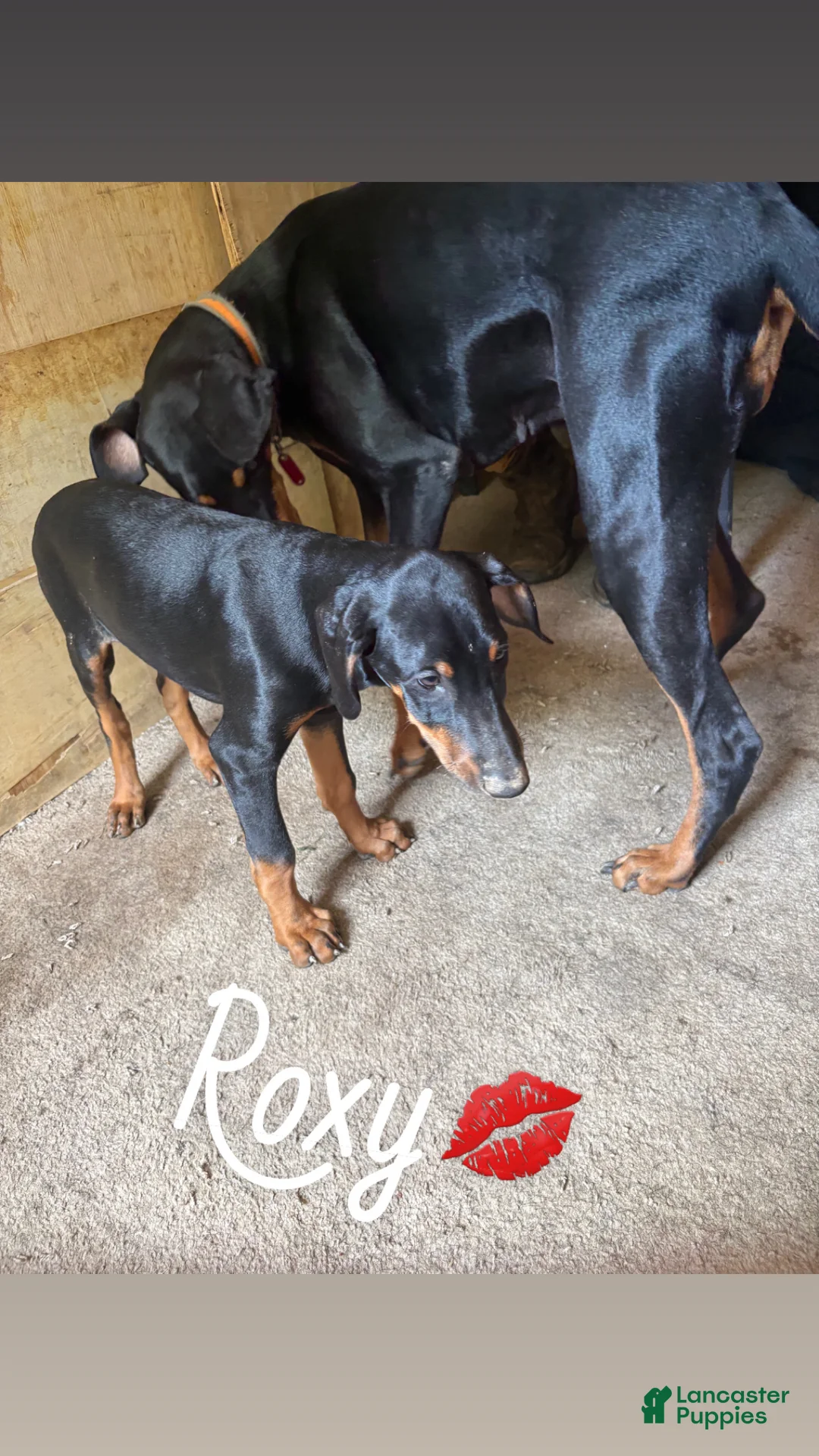 Doberman Pinscher dogs for sale: Doberman Pinscher Puppy 4 - Ad 2