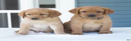 Labrador Retriever dogs for sale: Jeryl  - Ad 7
