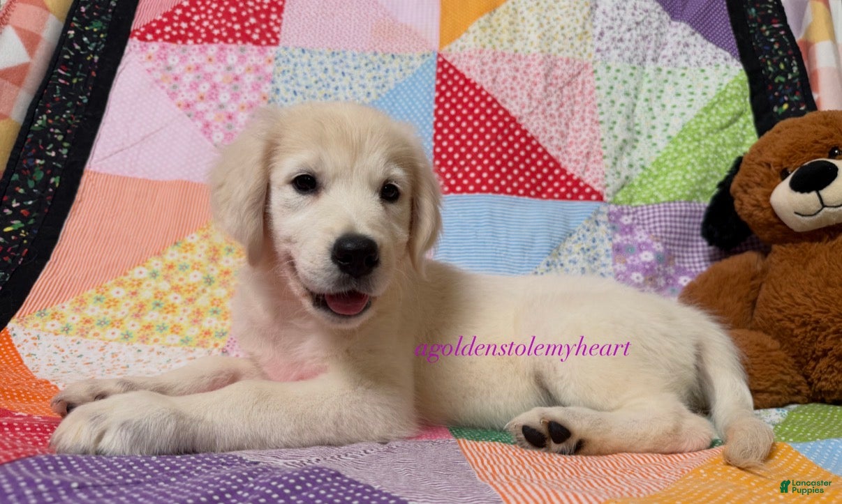 Golden Retriever dogs Milly - Ad 2