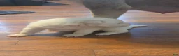Pitsky dogs for sale: Pitsky 2 - Ad 1
