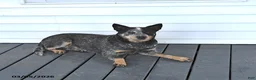 Australian Cattle Dog dogs for sale: Dexter - Ad 4