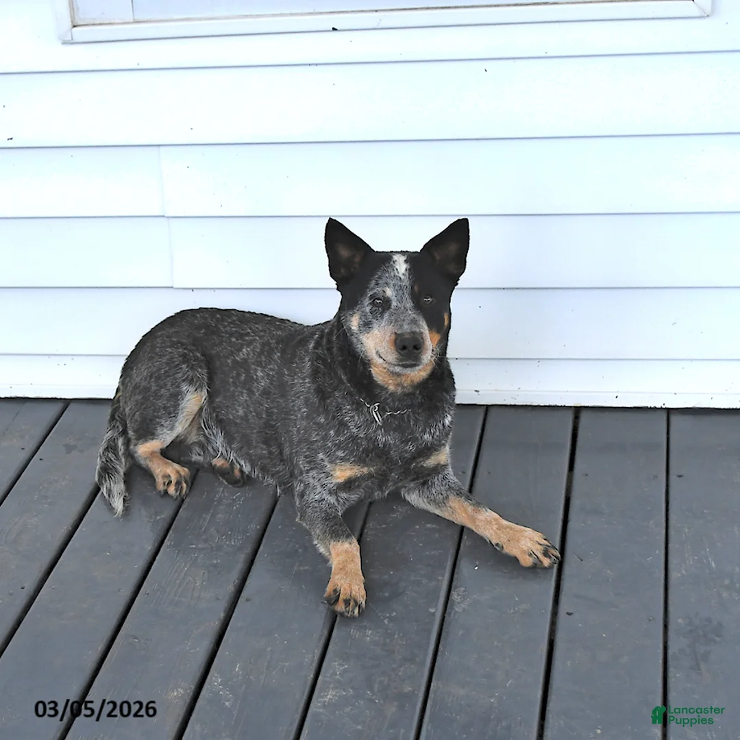 Australian Cattle Dog dogs for sale: Dexter - Ad 4