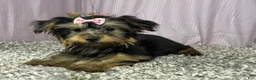 Yorkshire Terrier dogs for sale: Yorkshire Terrier 3 - Ad 3