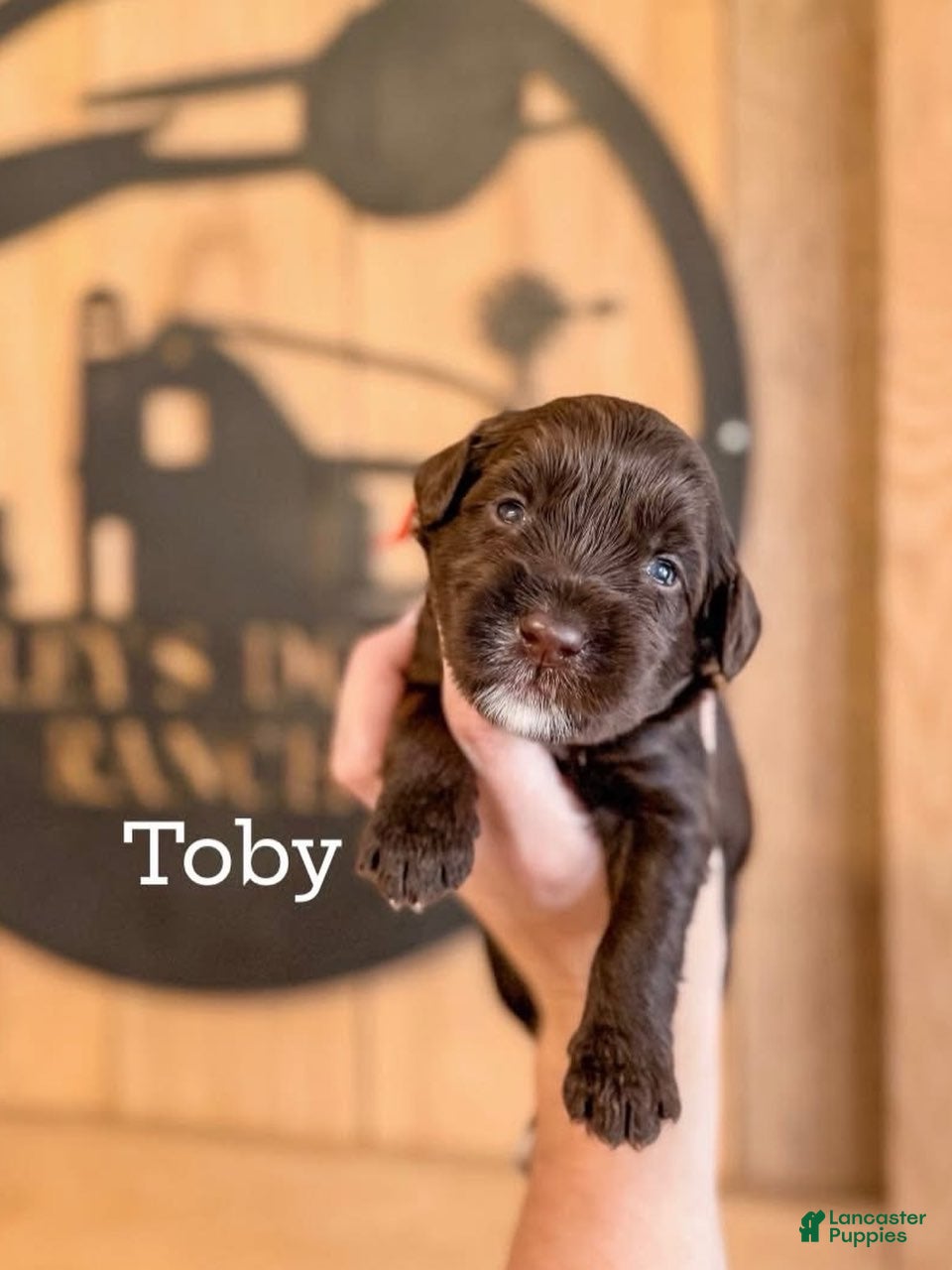 Double Doodle dogs for sale: Toby - Ad 1