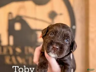 Double Doodle dogs Toby - Ad 2