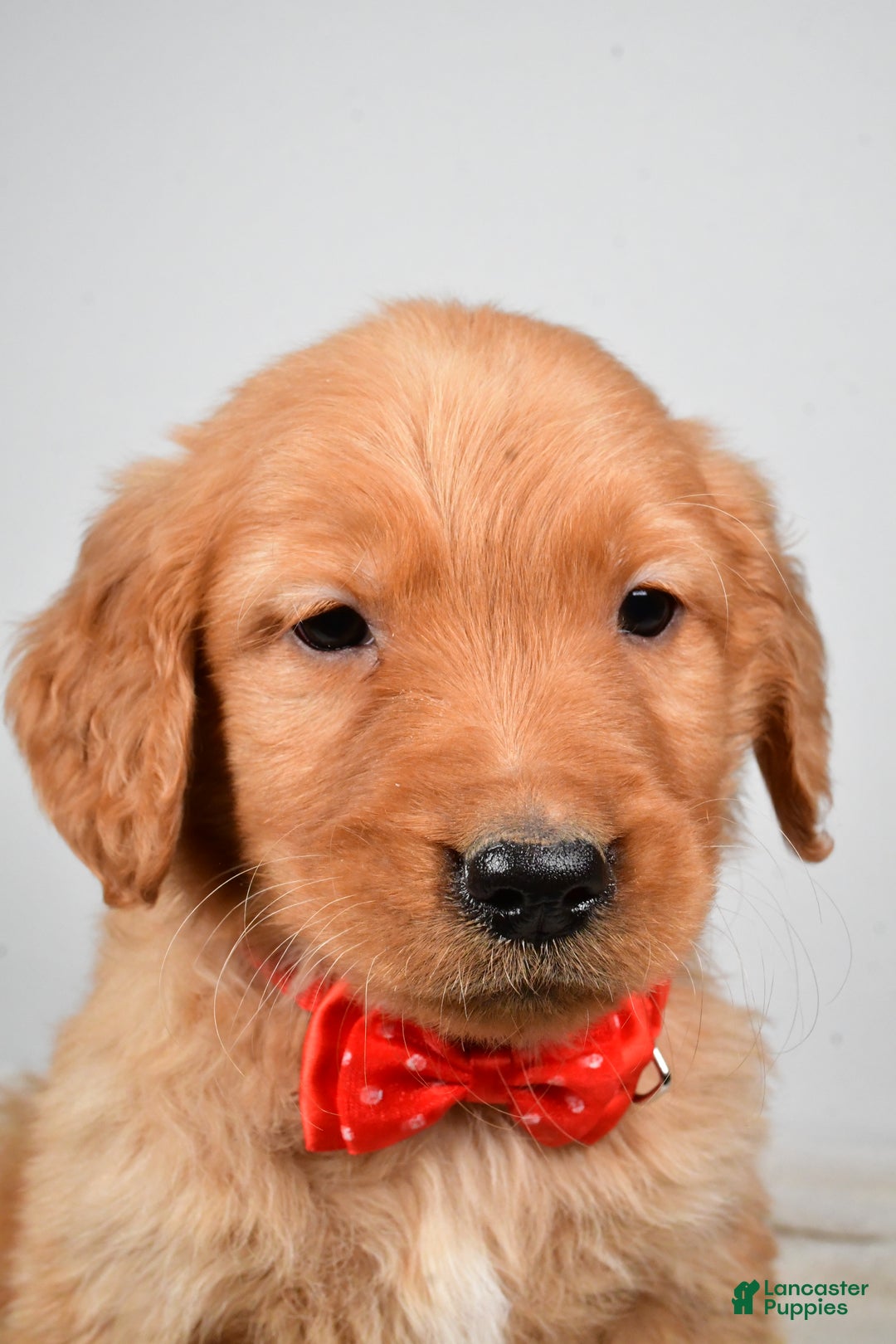 Golden Retriever dogs for sale: Keith - Ad 7