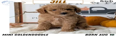 Jill