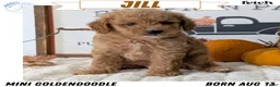 Mini Goldendoodle dogs for sale: Jill - Ad 1