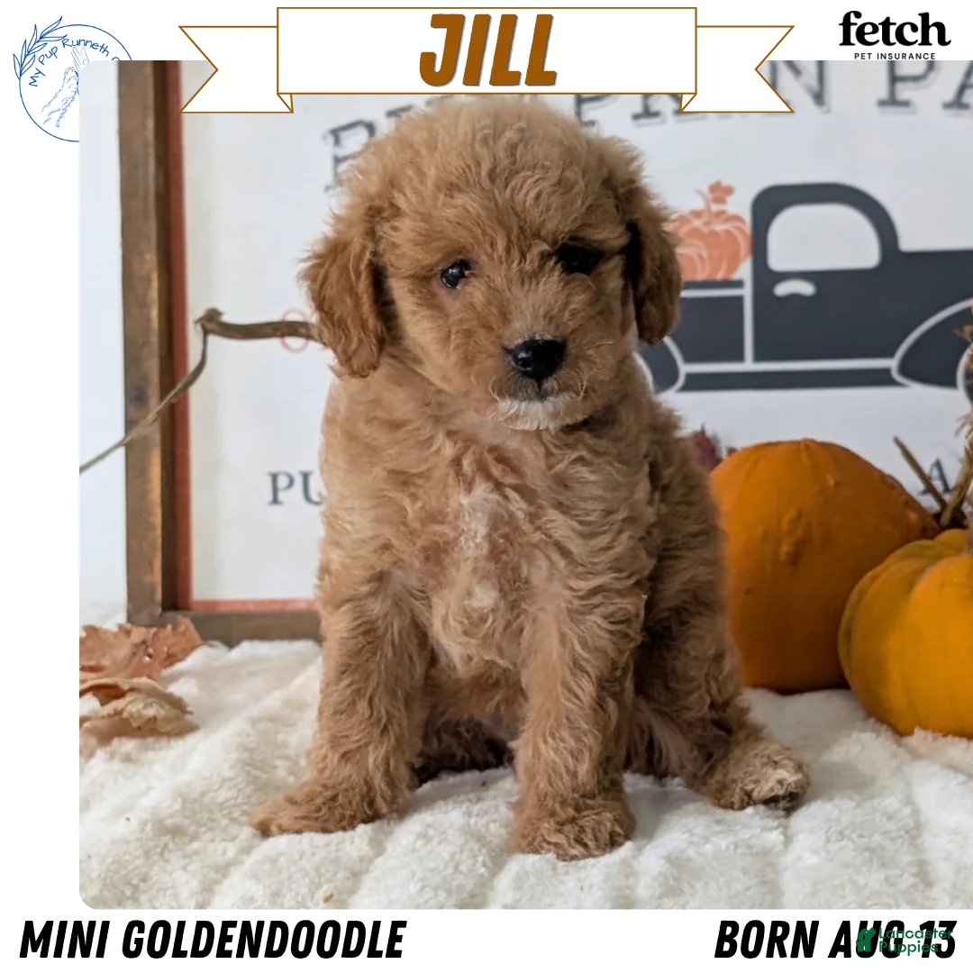 Mini Goldendoodle dogs for sale: Jill - Ad 1