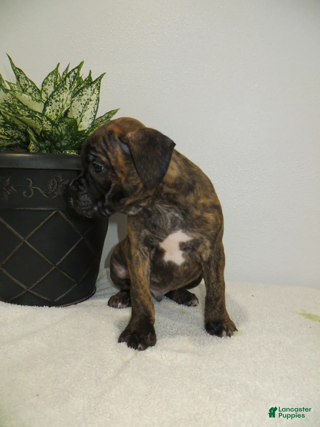 Boxer dogs for sale: 🗺️ ADVENTURE - Ad 8