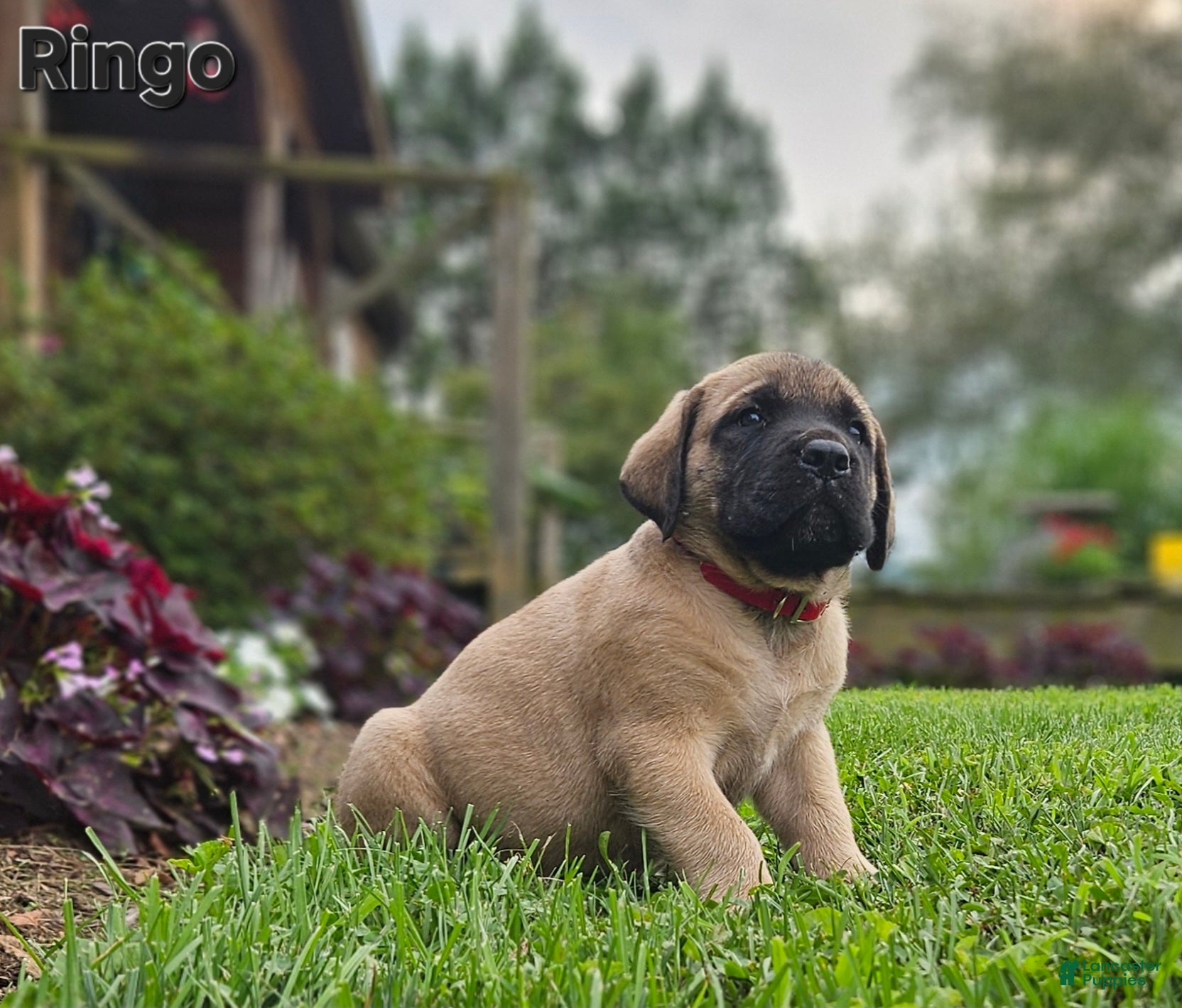 English Mastiff dogs Ringo  - Ad 1
