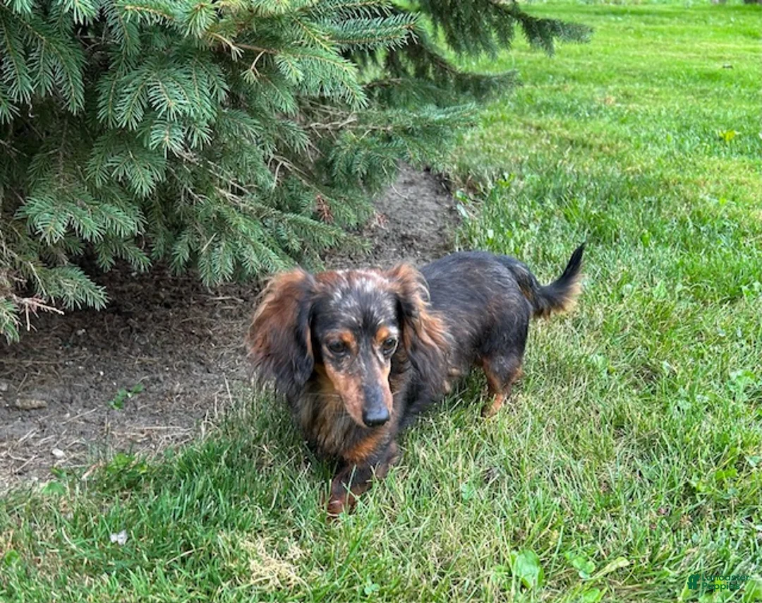 Dachshund dogs for sale: Paxton - Ad 5