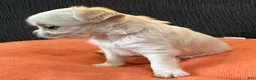 Chihuahua dogs for sale: Lunita  - Ad 2