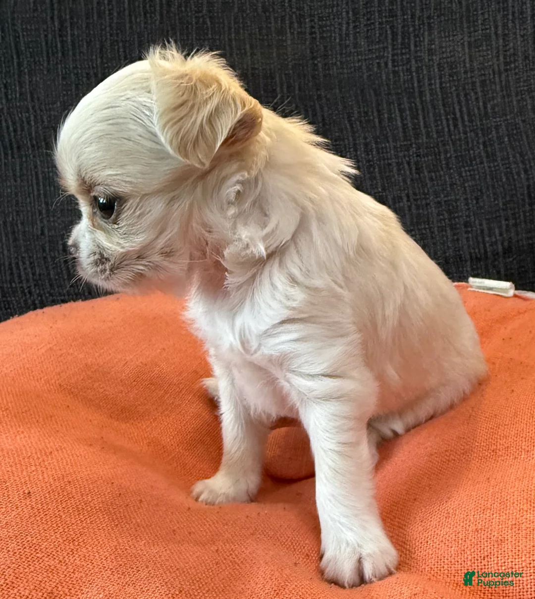 Chihuahua dogs for sale: Lunita  - Ad 2
