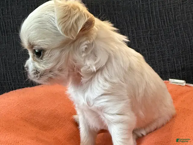 Chihuahua dogs for sale: Lunita - Ad 2