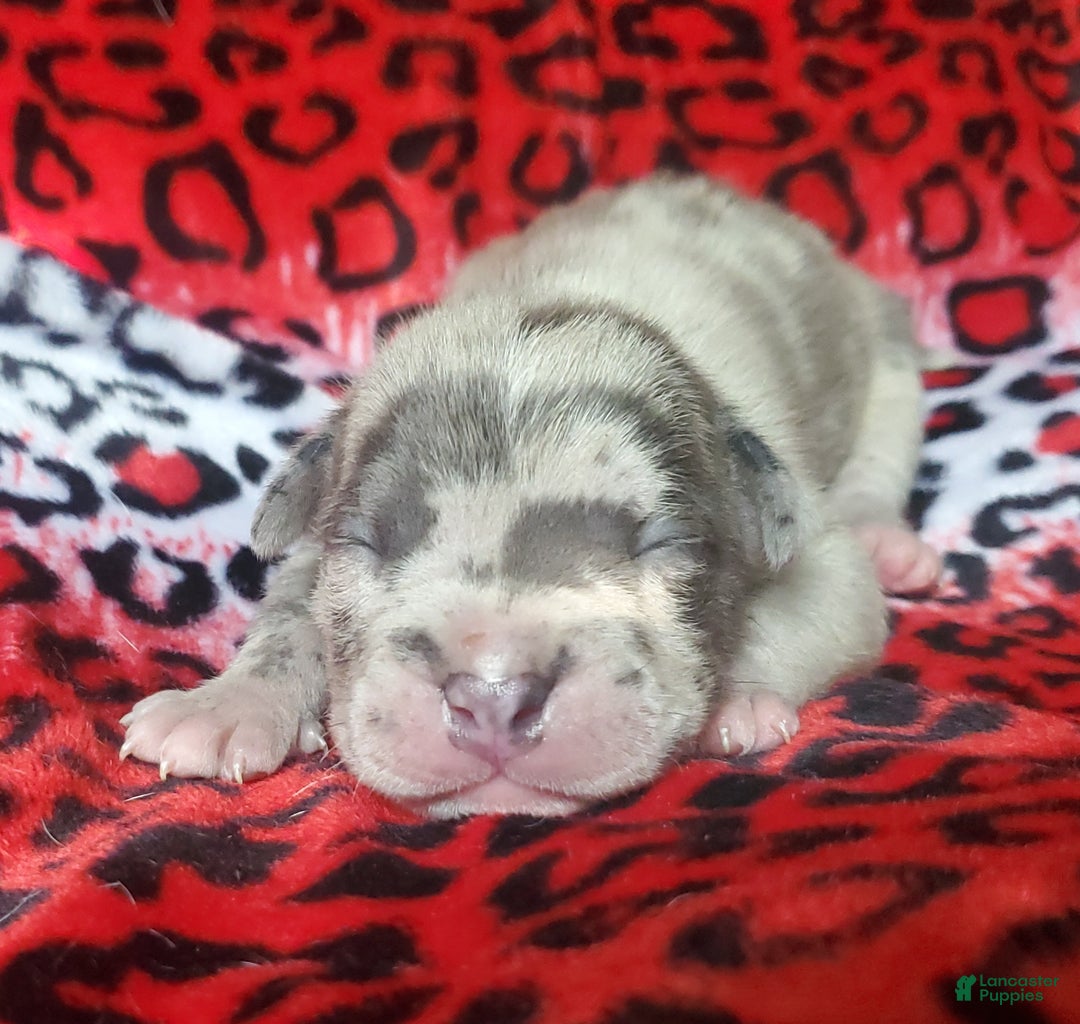 American Bully dogs for sale: "ICE CUBE" - Ad 2