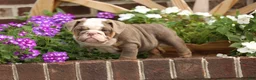 English Bulldog dogs for sale: Ruby - Ad 2