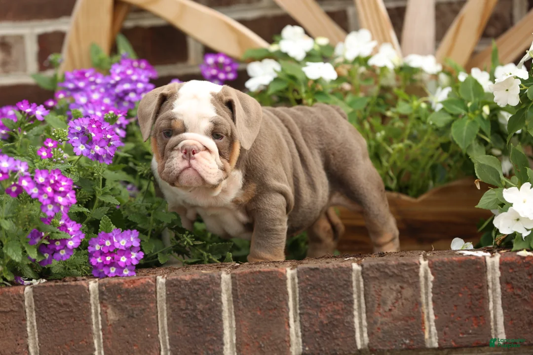 English Bulldog dogs for sale: Ruby - Ad 2