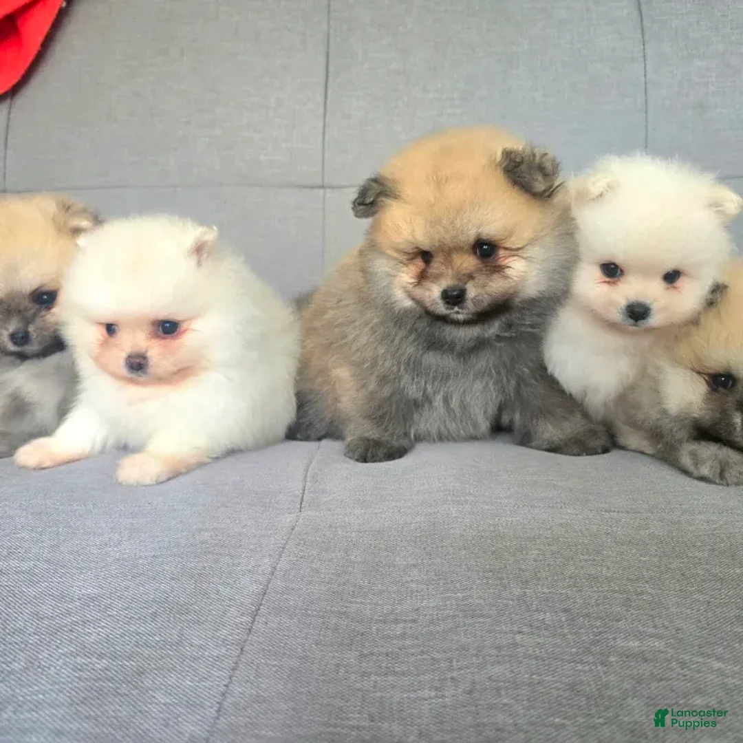 Pomeranian dogs for sale: Pomeranian 1 - Ad 1