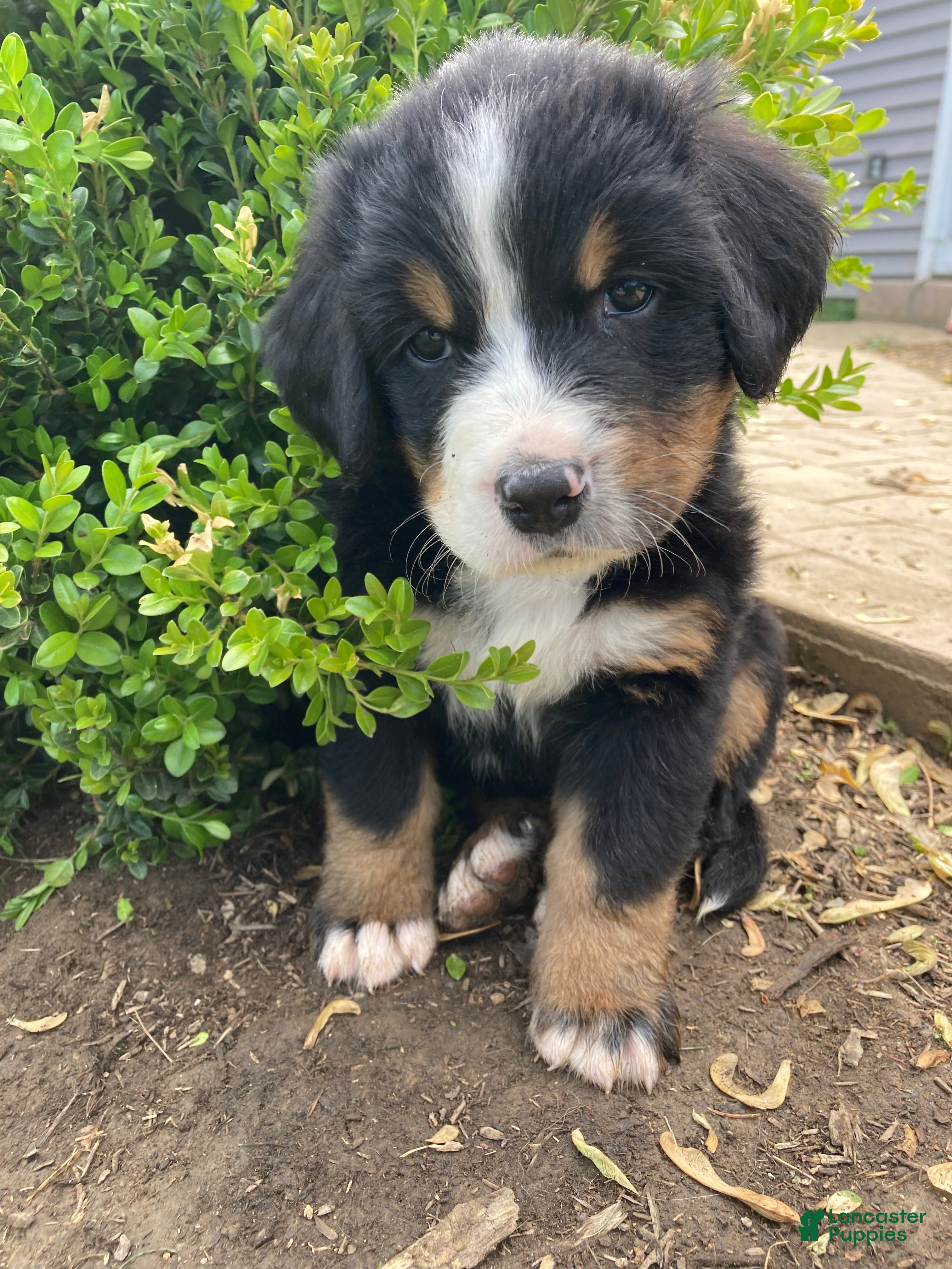 Bernese Mountain Dog dogs Sicily - Ad 2