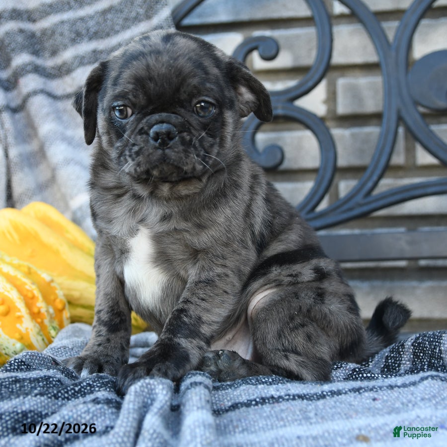Pug dogs for sale: Countess Crumpet - Ad 2